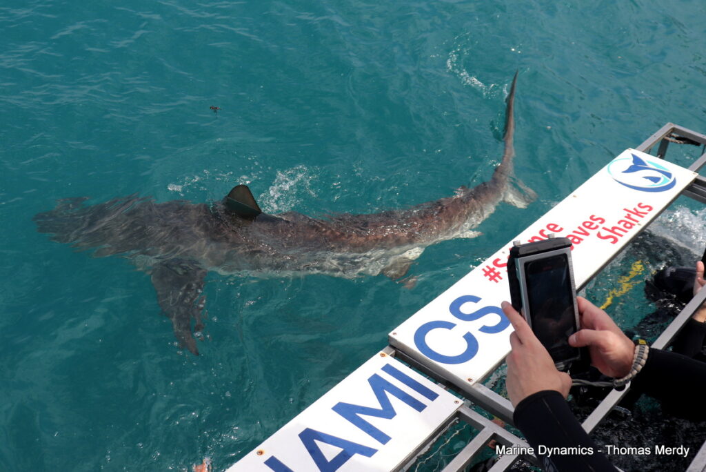 South Africa, Shark cage diving, Gansbaai