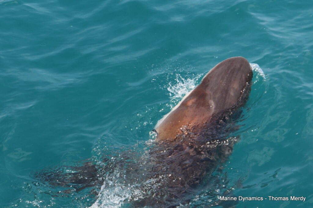 South Africa, Shark cage diving, Gansbaai
