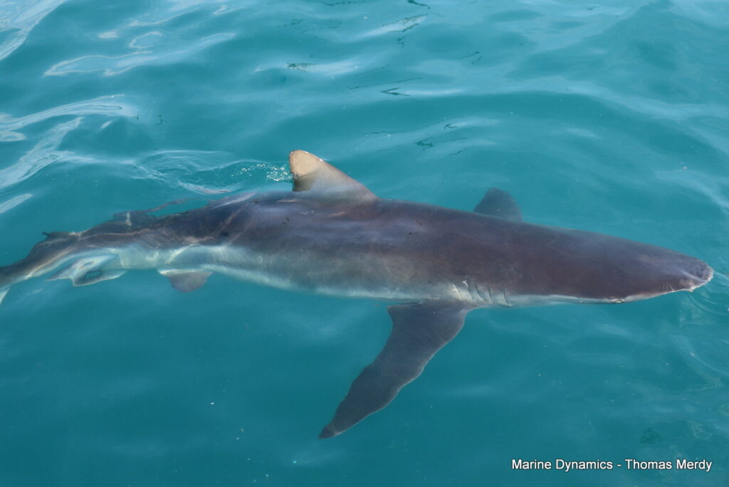 South Africa, Shark cage diving, Gansbaai