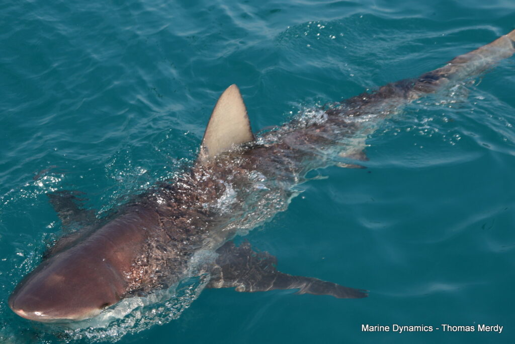 South Africa, Shark cage diving, Gansbaai