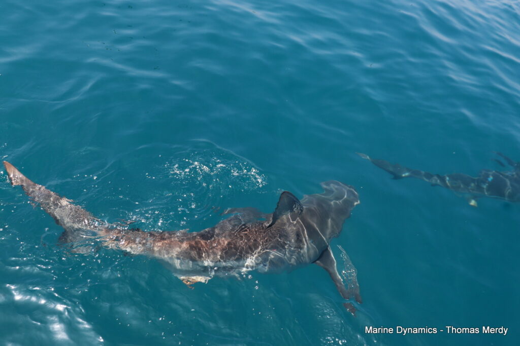 Shark cage diving, South Africa, Gansbaai