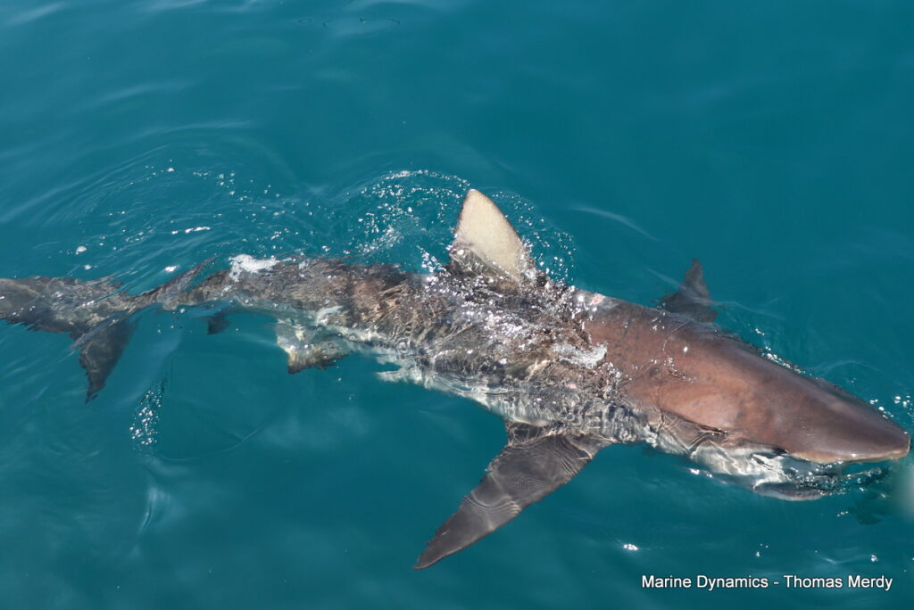 Shark cage diving, South Africa, Gansbaai