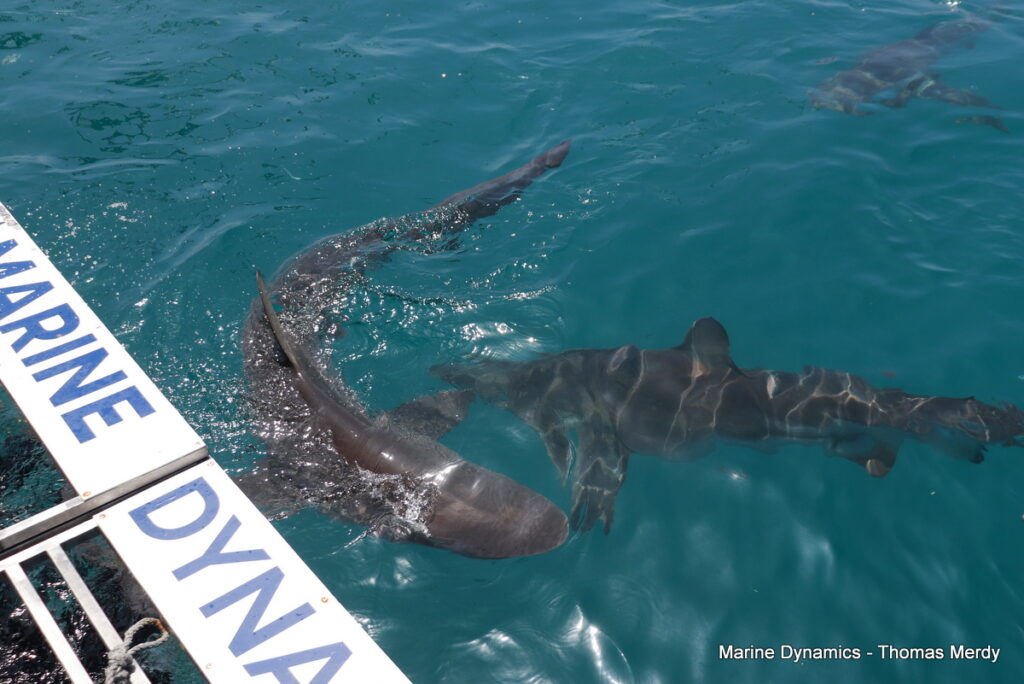 Shark cage diving, South Africa, Gansbaai