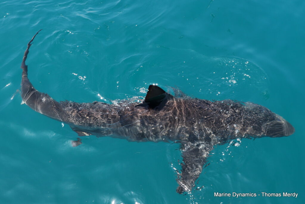 Shark cage diving, South Africa, Gansbaai