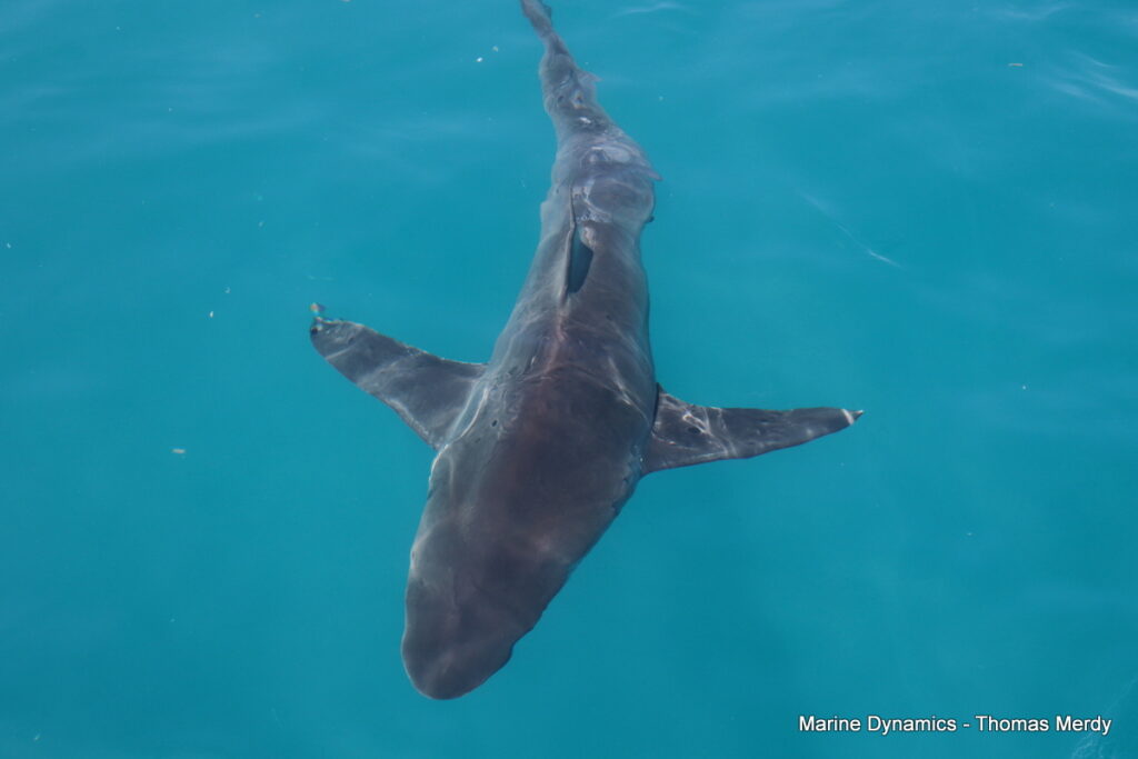 Shark cage diving, South Africa, Gansbaai