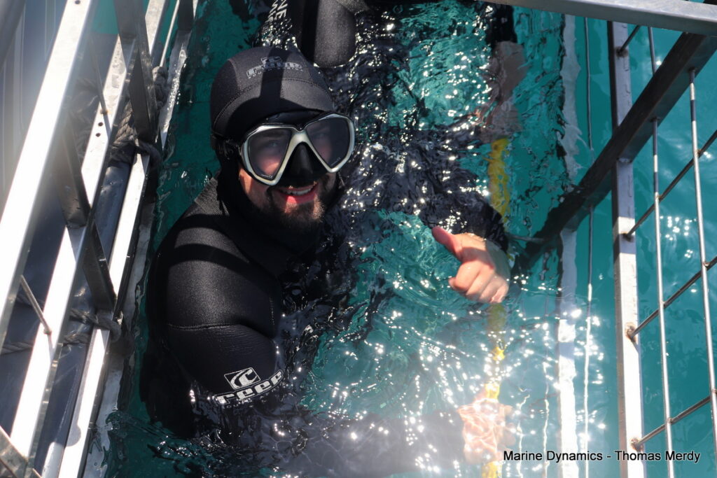 Shark cage diving, South Africa, Gansbaai