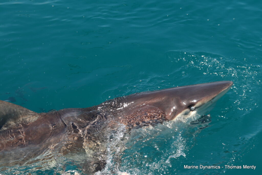 Shark cage diving, South Africa, Gansbaai