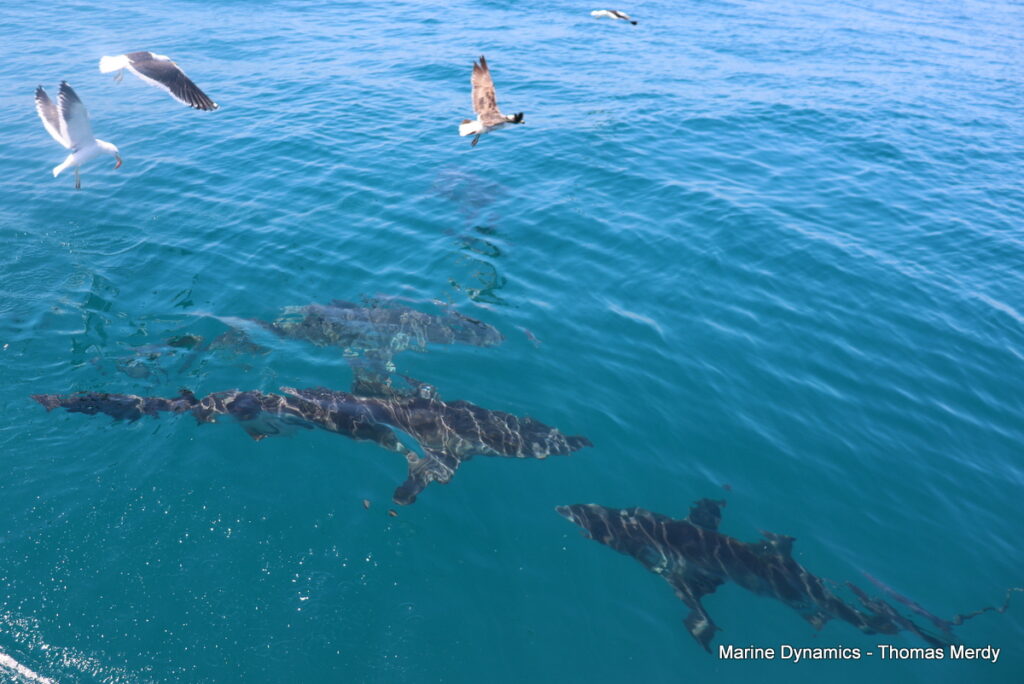 Shark cage diving, South Africa, Gansbaai