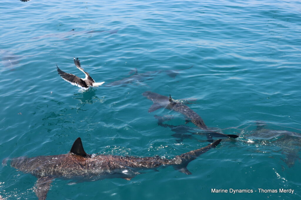 Shark cage diving, South Africa, Gansbaai