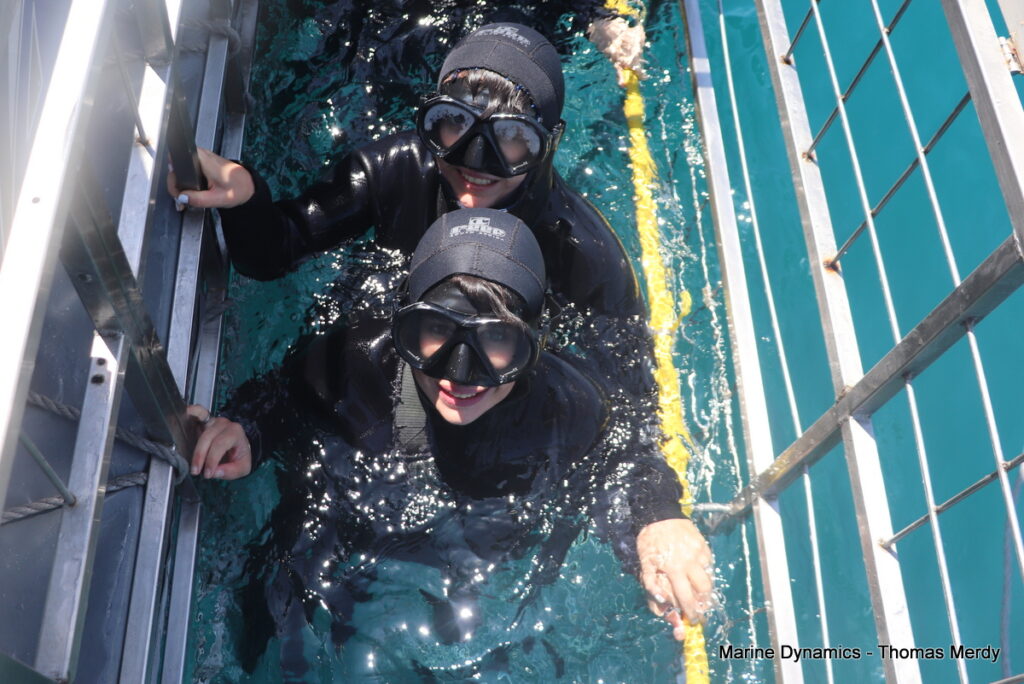 Shark cage diving, South Africa, Gansbaai