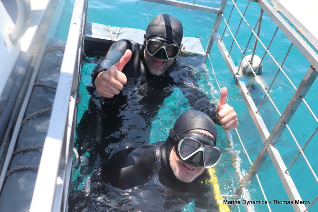 Shark cage diving, South Africa, Gansbaai