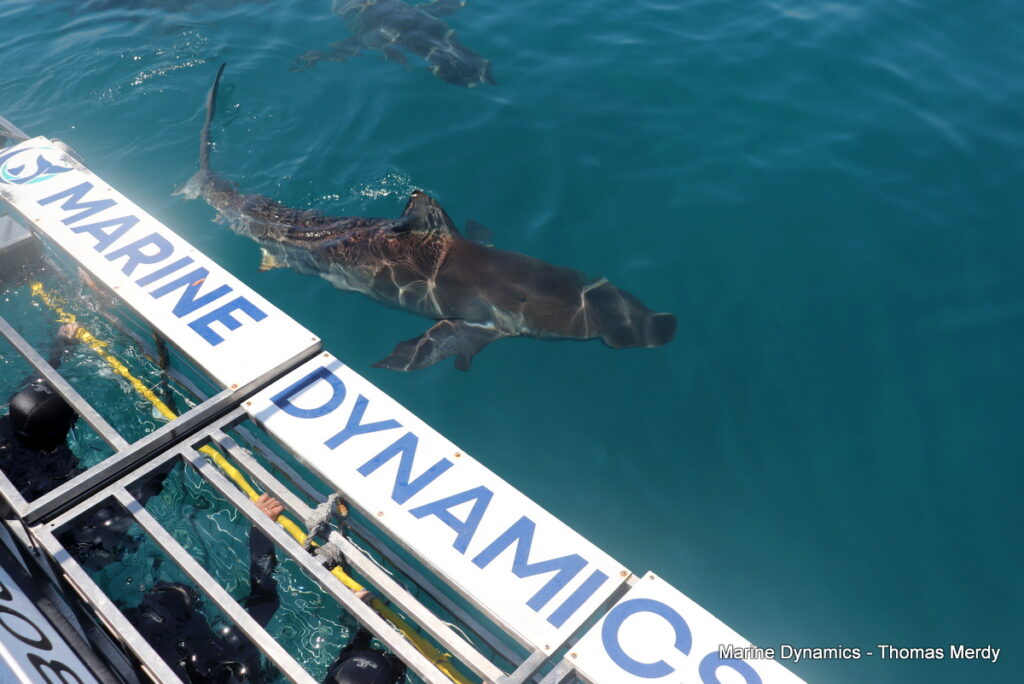 Shark cage diving, South Africa, Gansbaai