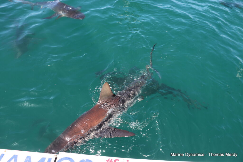 Shark cage diving, South Africa, Gansbaai