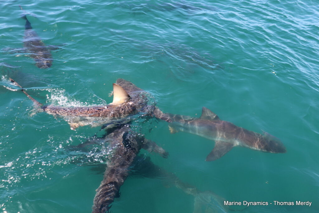 Shark cage diving, South Africa, Gansbaai