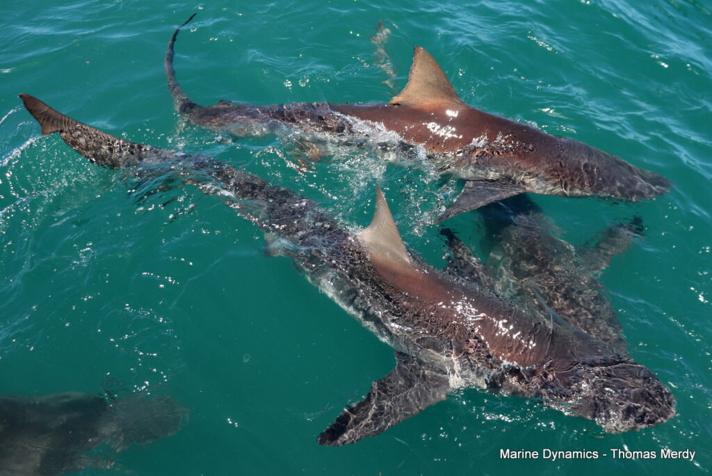 Shark cage diving, South Africa, Gansbaai