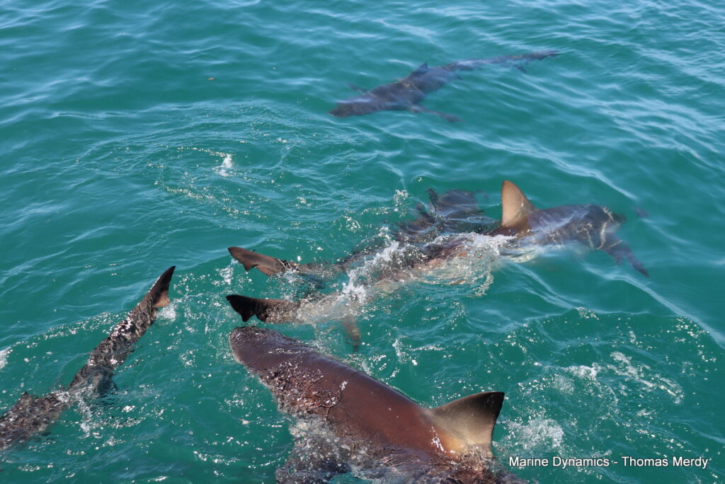 Shark cage diving, South Africa, Gansbaai