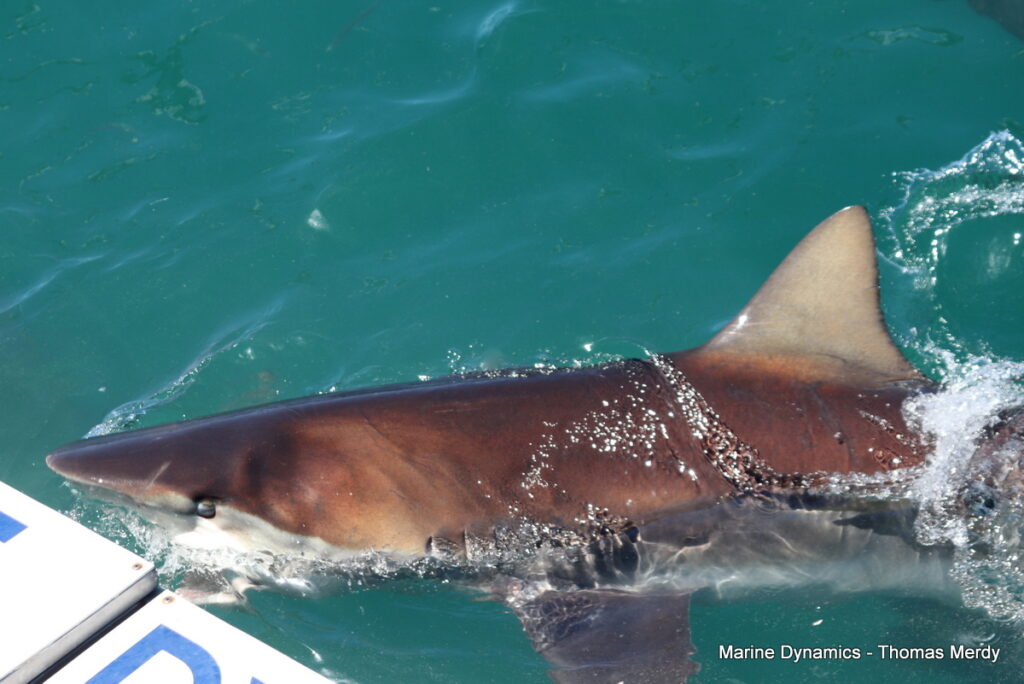Shark cage diving, South Africa, Gansbaai