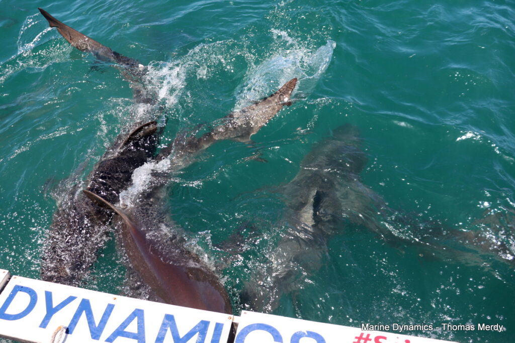Shark cage diving, South Africa, Gansbaai