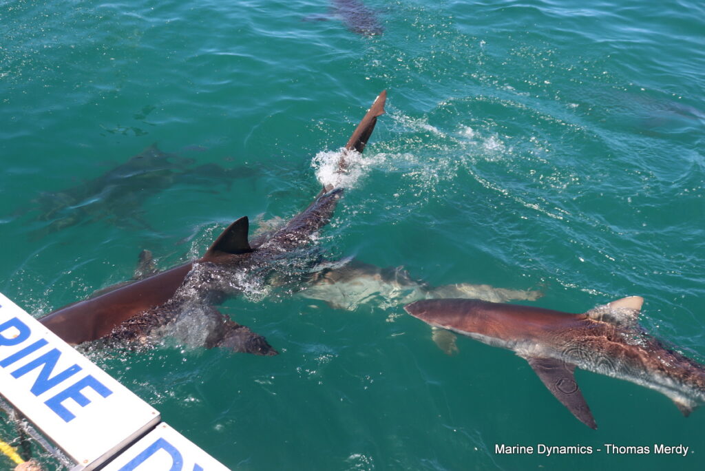 Shark cage diving, South Africa, Gansbaai