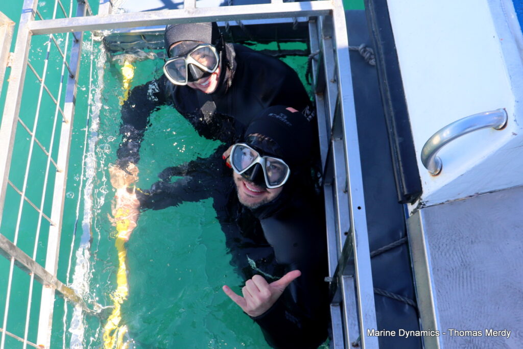 Shark cage diving, South Africa, Gansbaai