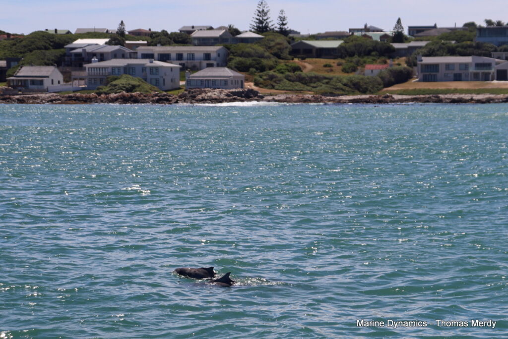 Shark cage diving, South Africa, Gansbaai