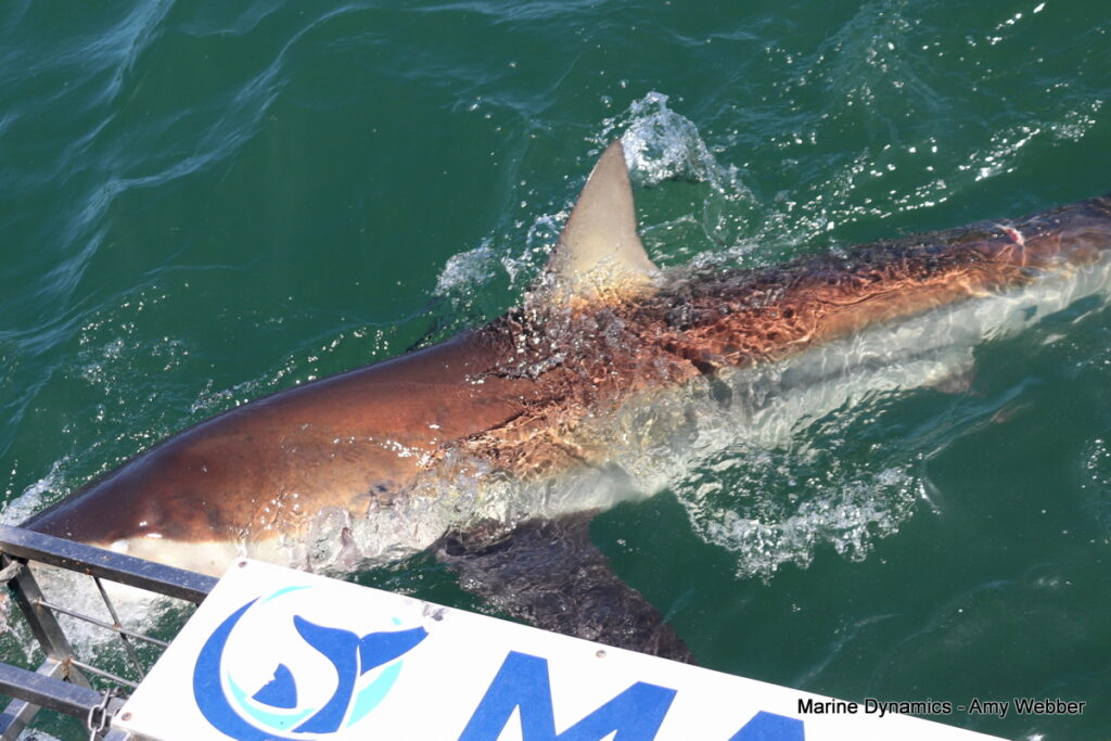 Shark cage diving, Gansbaai, South Africa