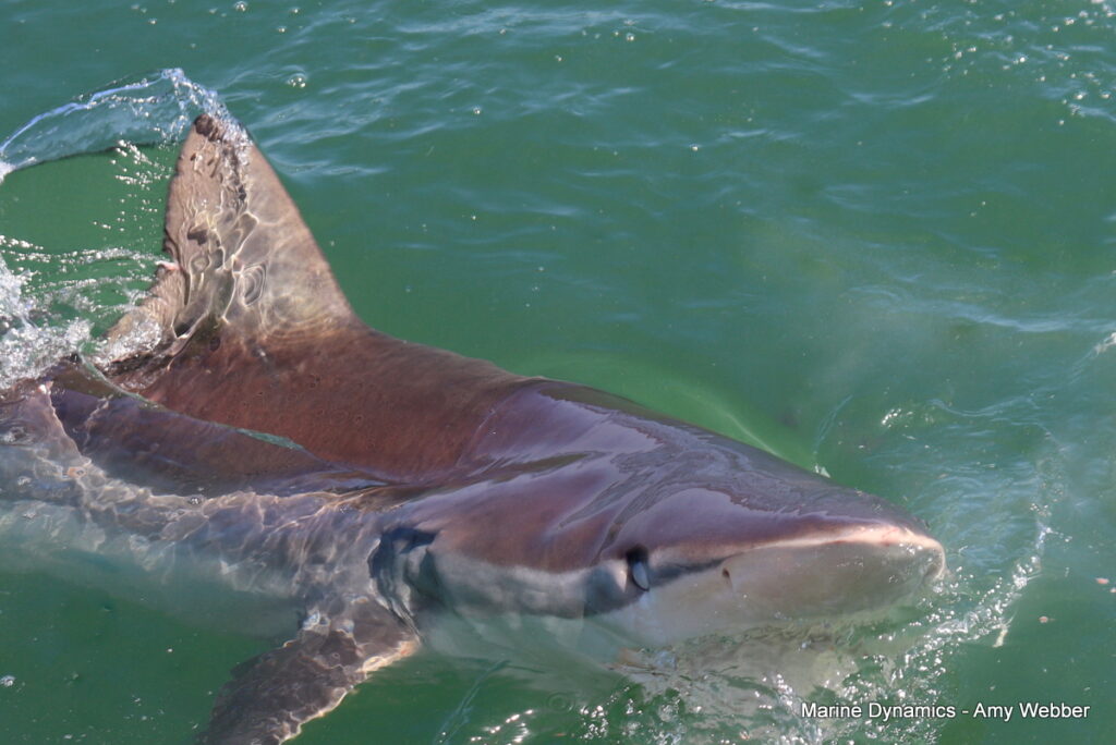 Shark cage diving, Gansbaai, South Africa