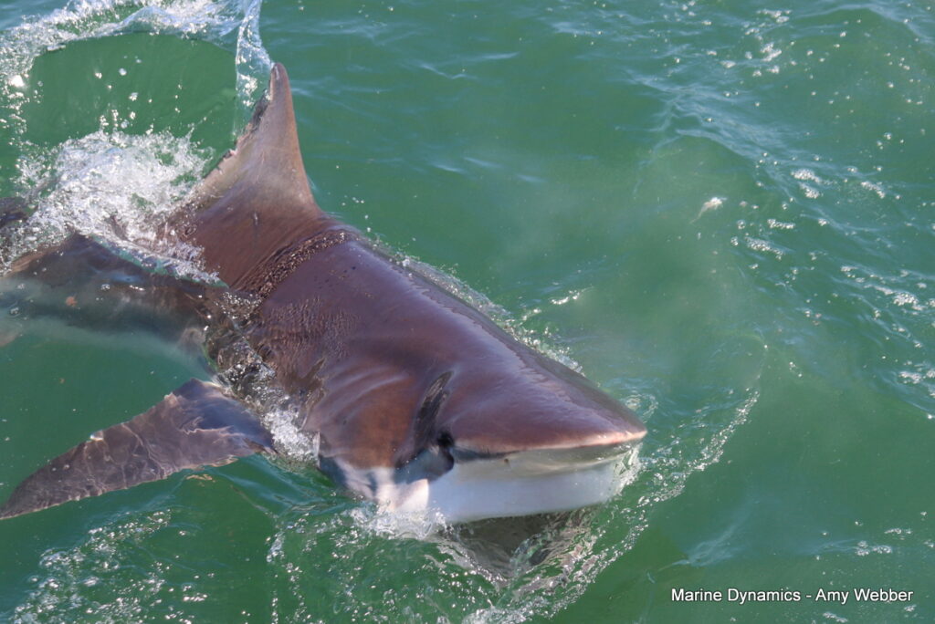 Shark cage diving, Gansbaai, South Africa