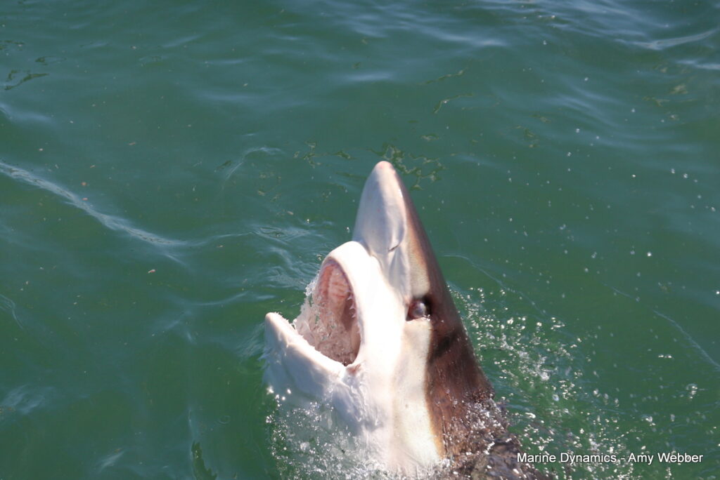 Shark cage diving, Gansbaai, South Africa