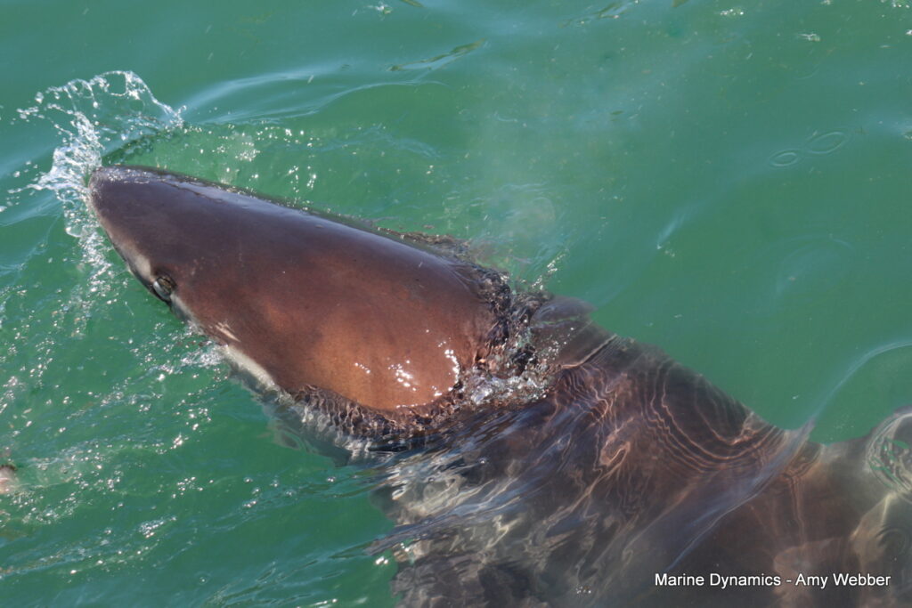 Shark cage diving, Gansbaai, South Africa
