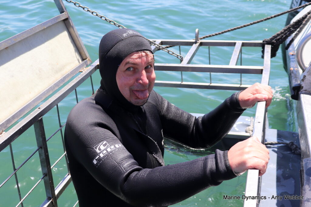 Shark cage diving, Gansbaai, South Africa
