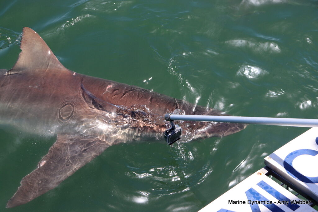 Shark cage diving, Gansbaai, South Africa