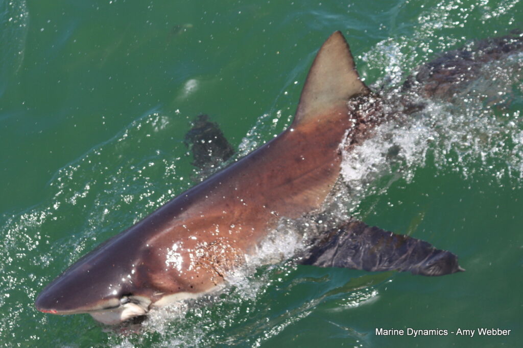 Shark cage diving, Gansbaai, South Africa