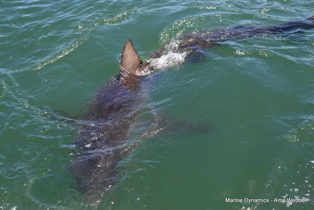Shark cage diving, Gansbaai, South Africa