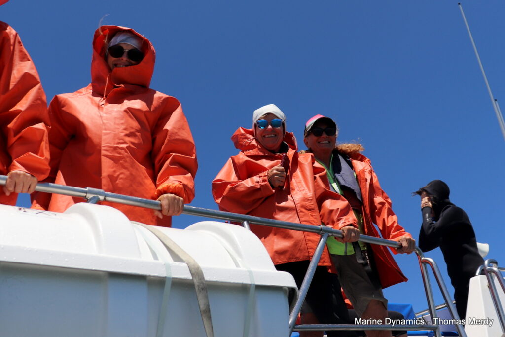 Shark cage diving, South Africa, Gansbaai
