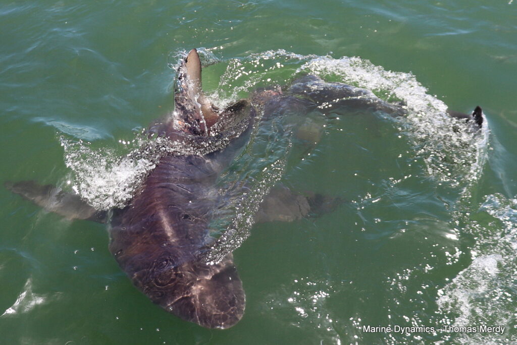 Shark cage diving, South Africa, Gansbaai