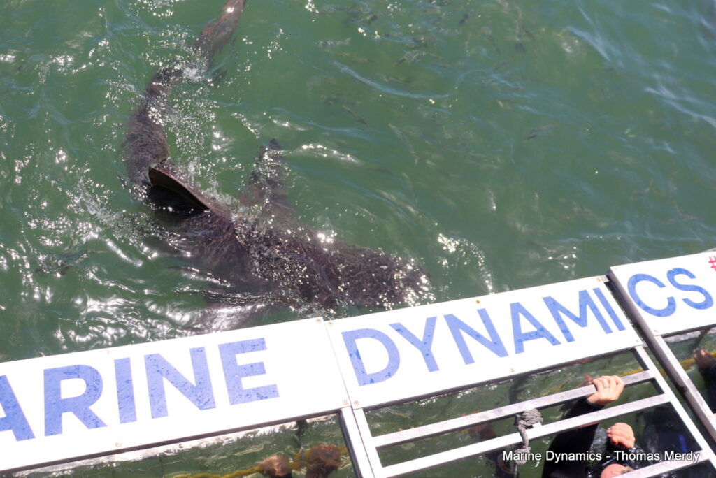 Shark cage diving, South Africa, Gansbaai