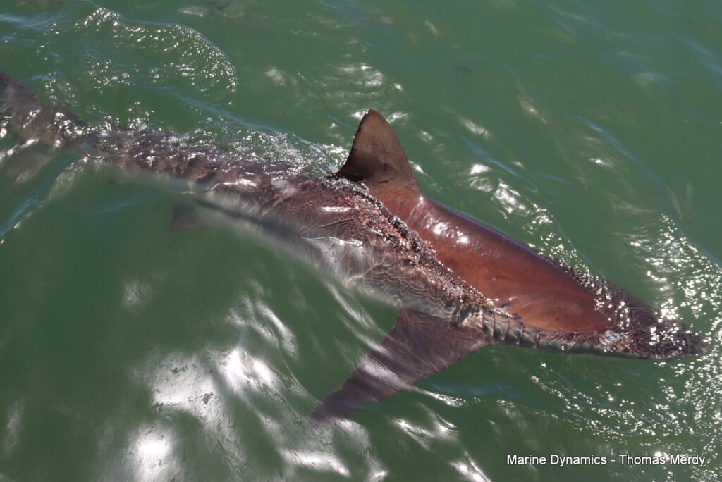 Shark cage diving, South Africa, Gansbaai