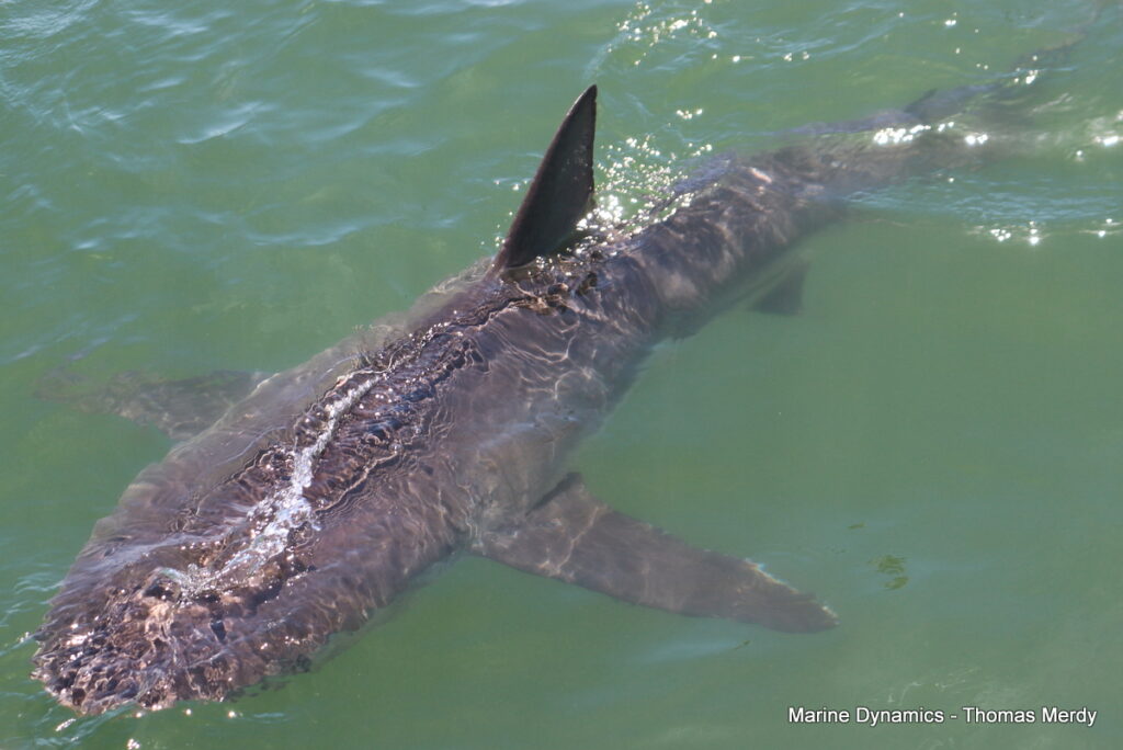 Shark cage diving, South Africa, Gansbaai