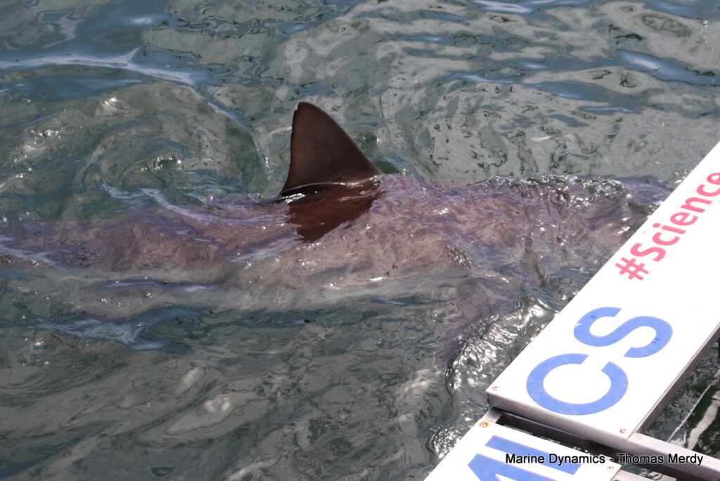 Shark cage diving, South Africa, Gansbaai