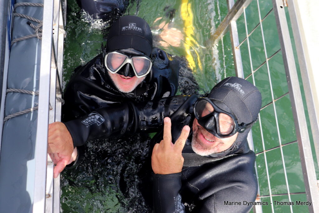 Shark cage diving, South Africa, Gansbaai