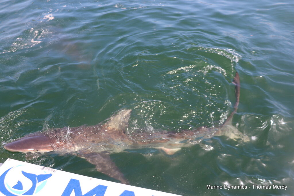 Shark cage diving, South Africa, Gansbaai