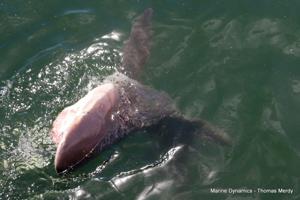 Shark cage diving, South Africa, Gansbaai