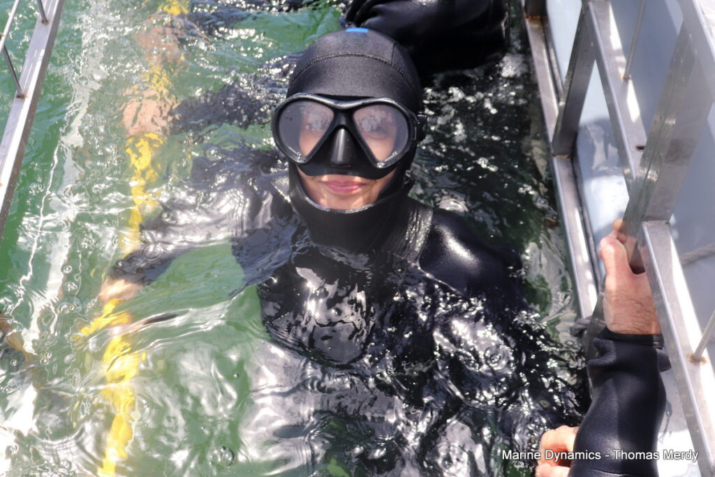 Shark cage diving, South Africa, Gansbaai