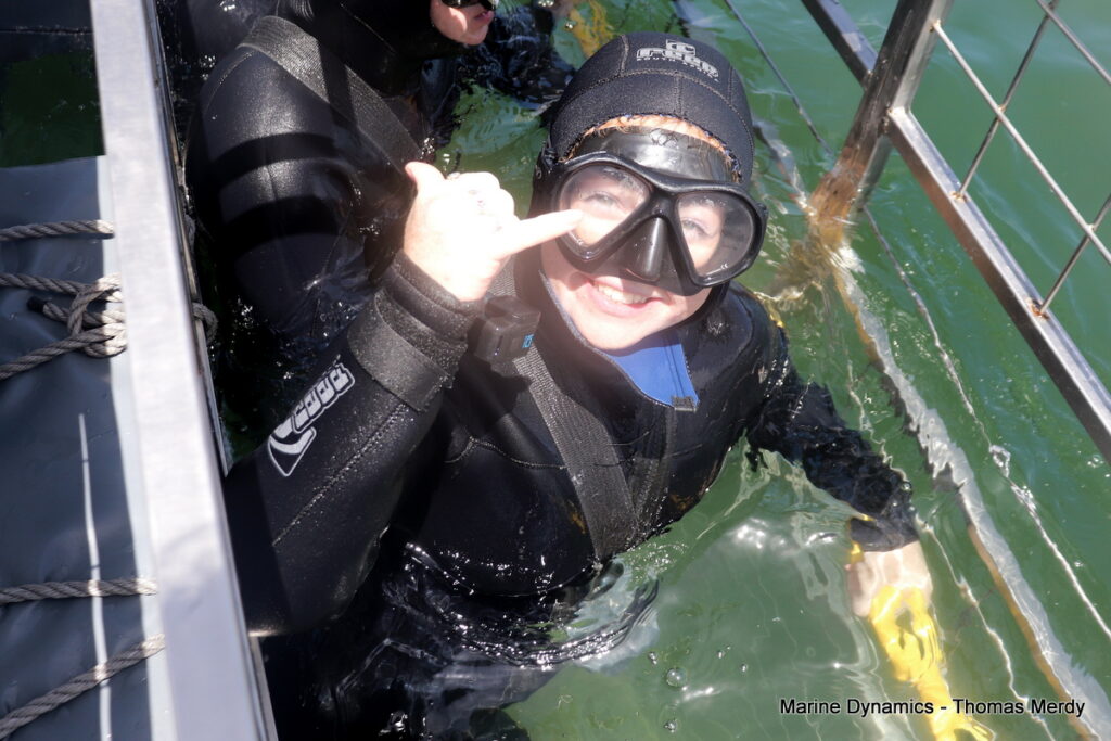 Shark cage diving, South Africa, Gansbaai