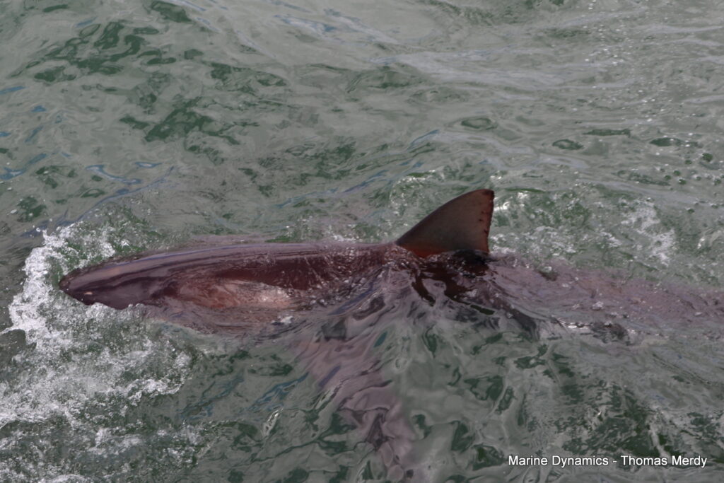 Shark cage diving, South Africa, Gansbaai