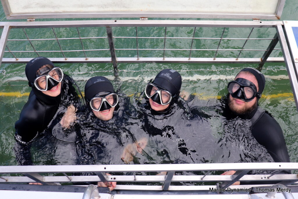 Shark cage diving, South Africa, Gansbaai