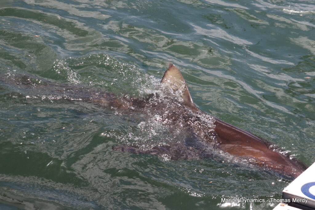 Shark cage diving, South Africa, Gansbaai