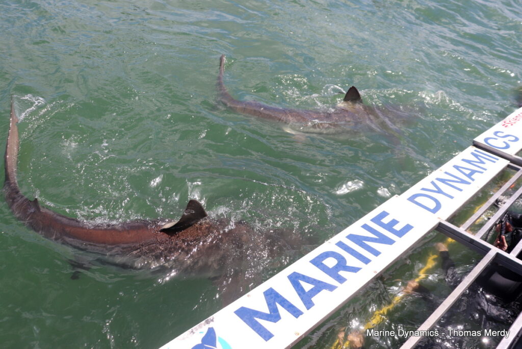 Shark cage diving, South Africa, Gansbaai