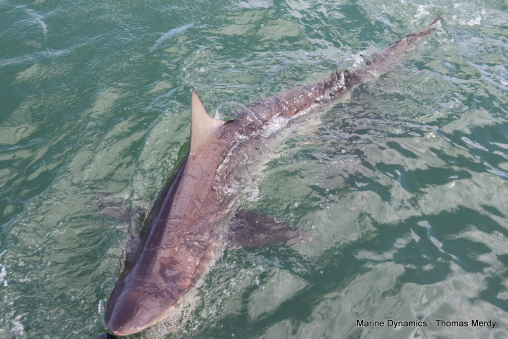 Shark cage diving, South Africa, Gansbaai